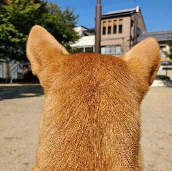 後頭部が可愛いMix犬