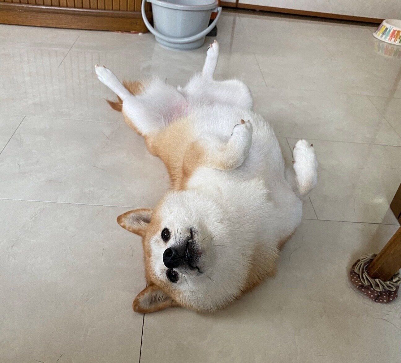 ヘソ天するコンちゃん