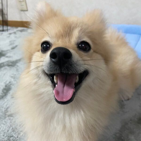 見つめるはちみつちゃん