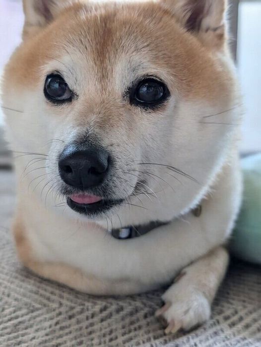 ペロッと舌を出すくるみちゃん