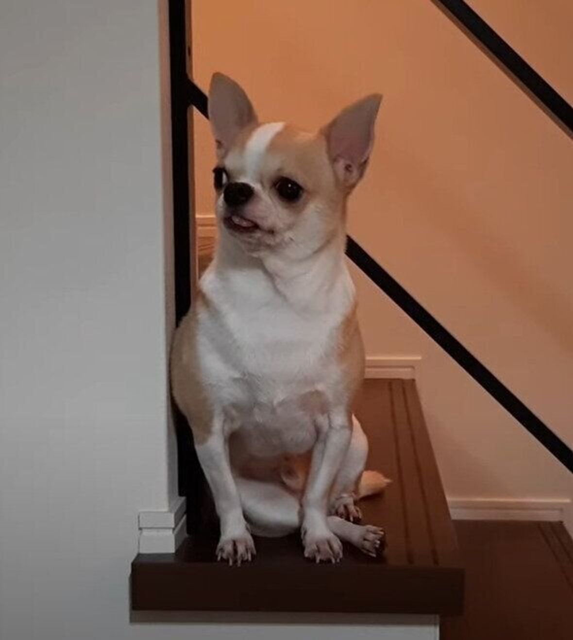 階段から降りずにおやつが欲しい 何があっても絶対動かない強い意志を持つチワワ いぬのきもちweb Magazine 階段から降りずにおやつが欲しい 何があっても絶対動かない強い意志を持つチワワ いぬのきもちweb Magazine