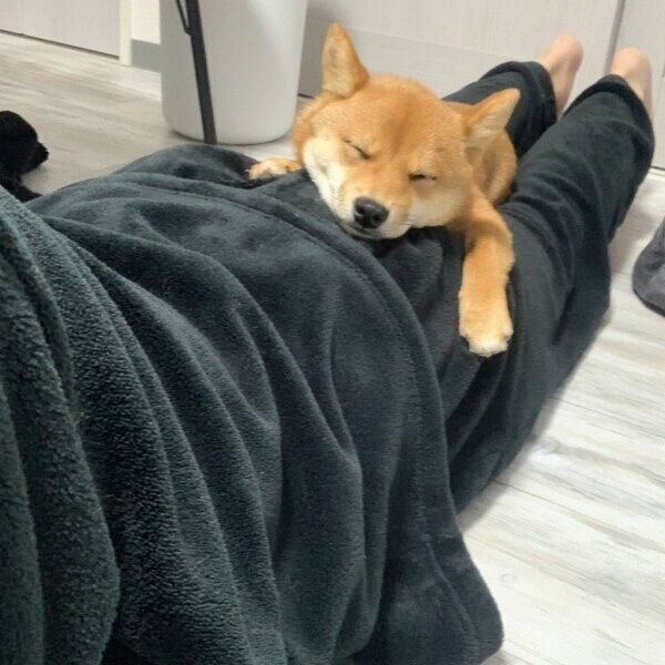 飼い主さんの上で眠るもなかちゃん