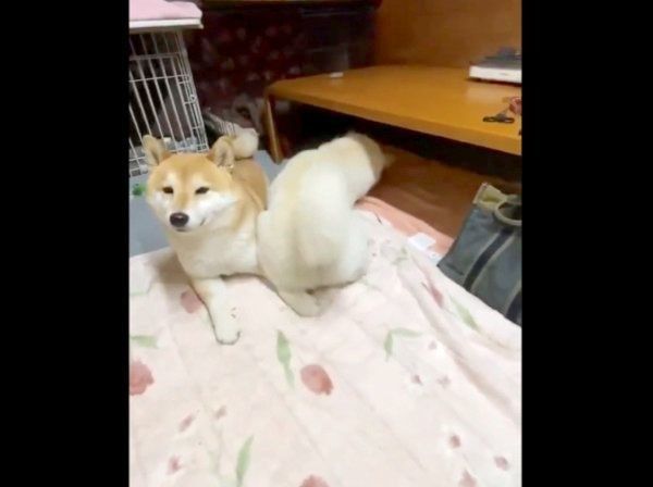 みかんちゃのデンタルボーンを奪ったQ太郎くん