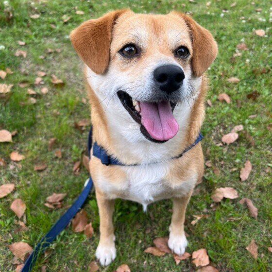 Mix(中型犬)のあおくん♪