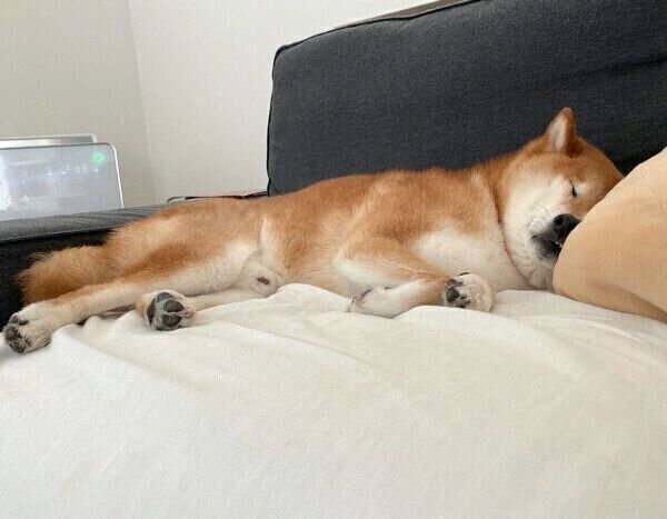 ソファで眠るぽてとくん