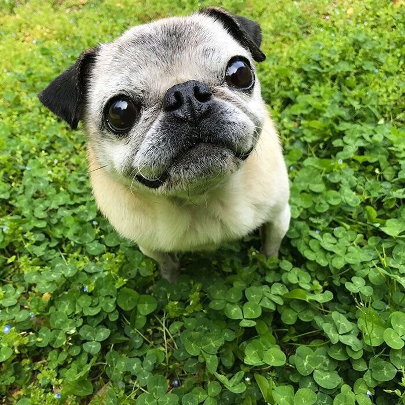 優しい目がそっくり めーと同じ14才ワンコのお話で鼻の奥がツーンとしたこと 連載 パグ犬 めー Vol 101 いぬのきもちweb Magazine 優しい目がそっくり めーと同じ14才ワンコのお話で鼻の奥がツーンとしたこと 連載 パグ犬 めー Vol 101 いぬのきもちweb Magazine