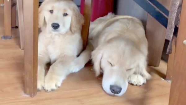 仲良しなゴールデン・レトリーバー