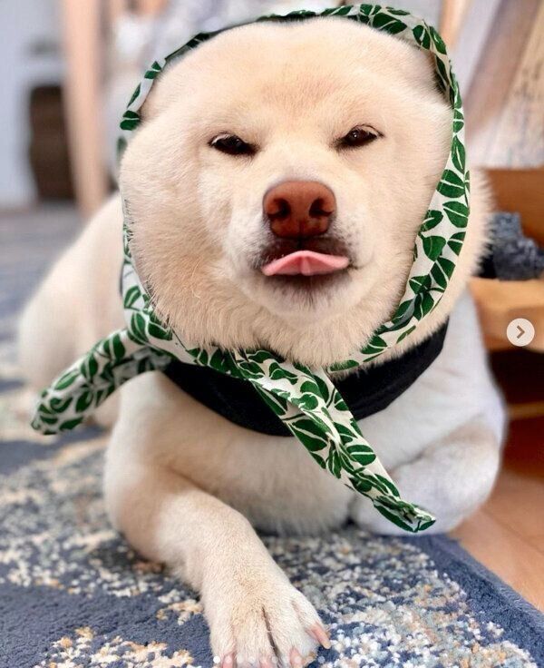 舌をペロッと出すごん太くん