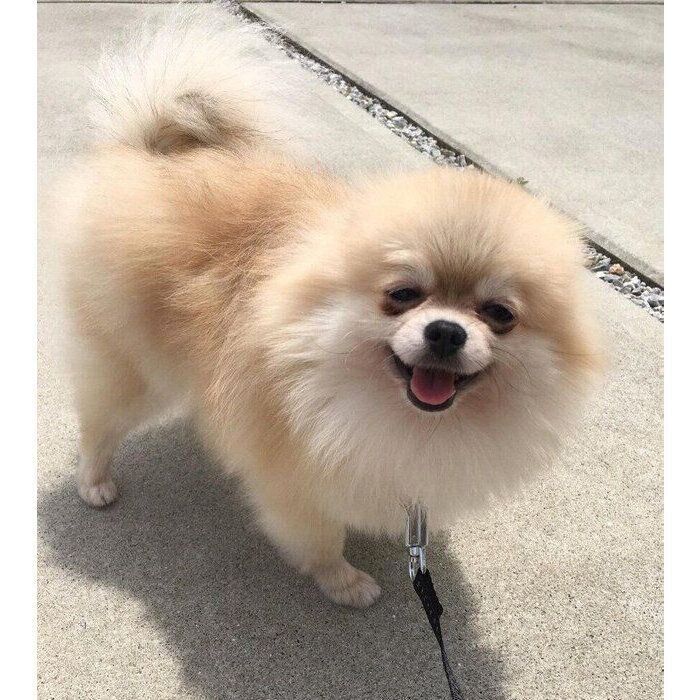 お迎えする前のみくちゃん