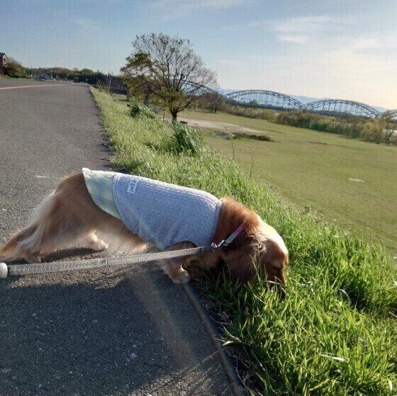 散歩中のミニチュア・ダックスフンド