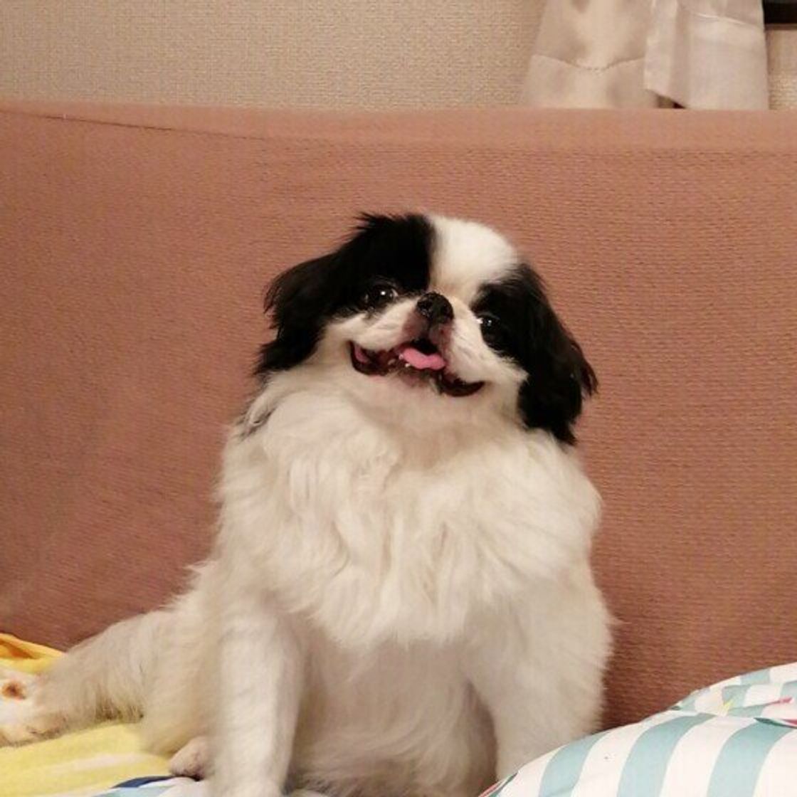 愛犬の名前に 思い入れがある 飼い主は約8割 名づけの由来にほっこり いぬのきもちweb Magazine 愛犬の名前に 思い入れがある 飼い主は約8割 名づけの由来にほっこり いぬのきもちweb Magazine