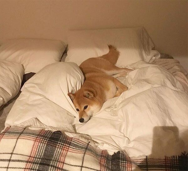 ベッドでくつろぐエマちゃん