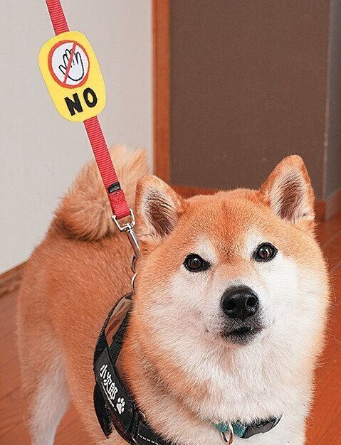 リードにマークをつけた犬