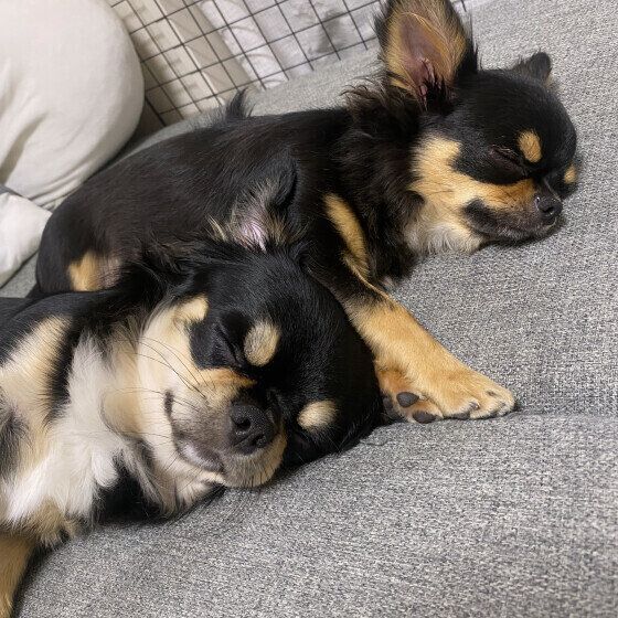 仲良くお昼寝中のチワワ達