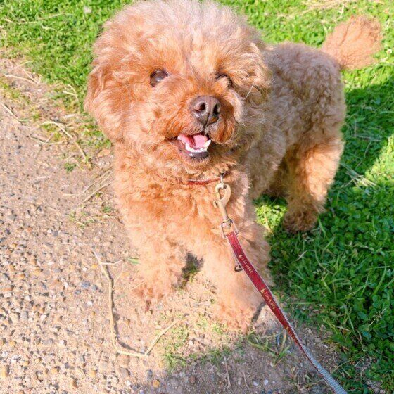 ミニチュア・プードルのぷぅくん