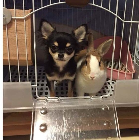 チワワとウサギ