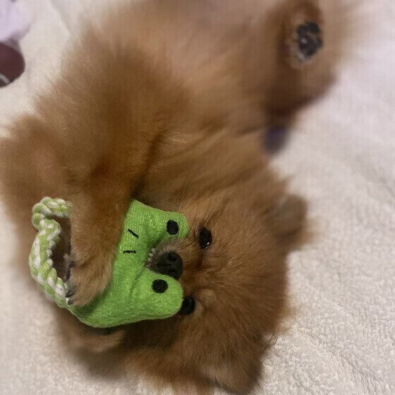 「犬用おもちゃ」種類別の遊び方と注意点は? 思わぬ事故を予防するポイント ポメラニアン いぬのきもち