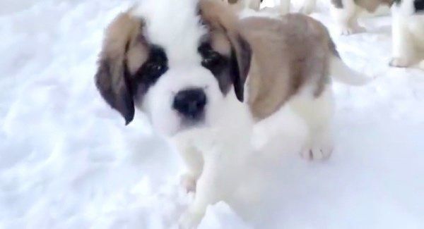 初めて雪を見たセント・バーナード