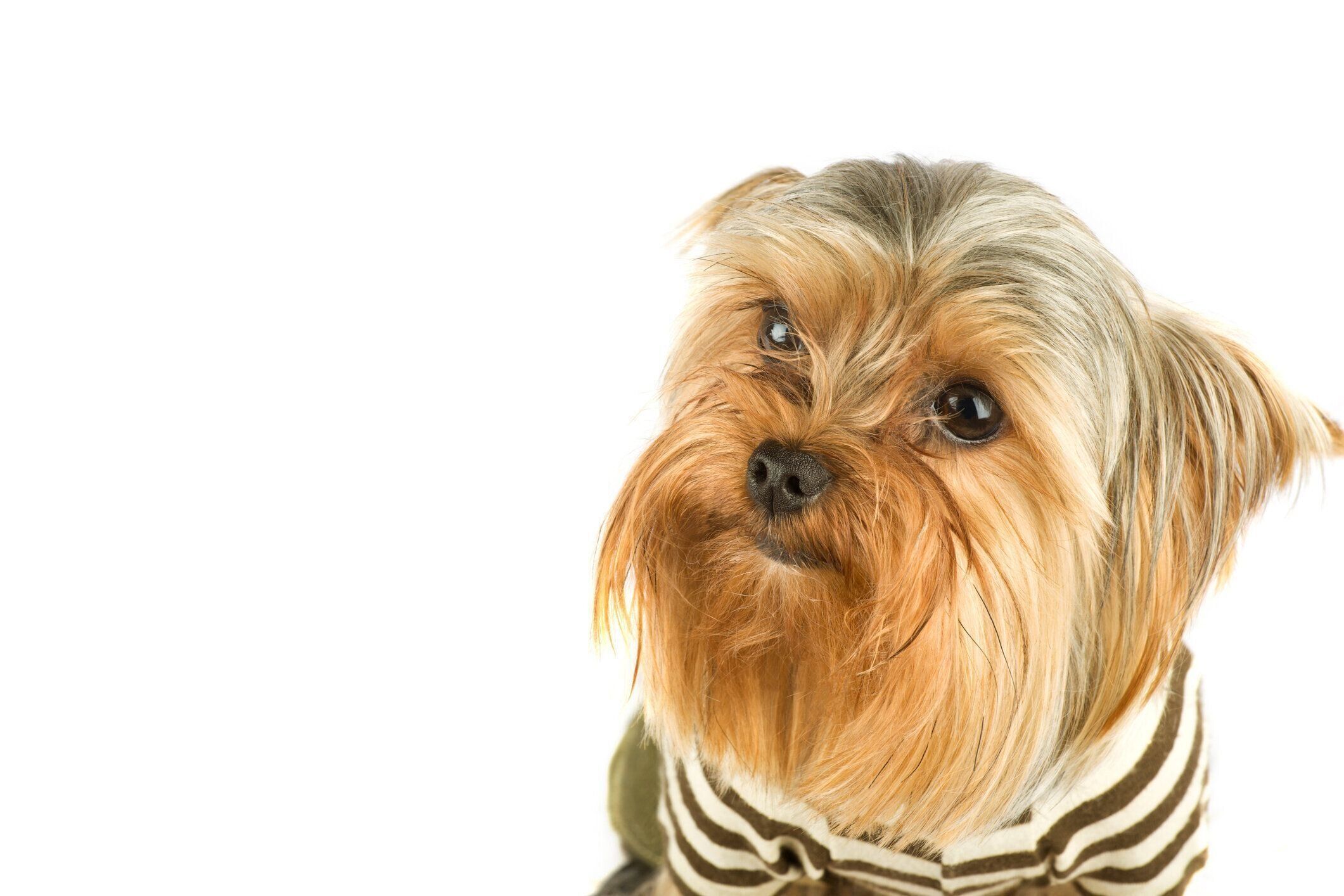 ヨークシャー・テリア