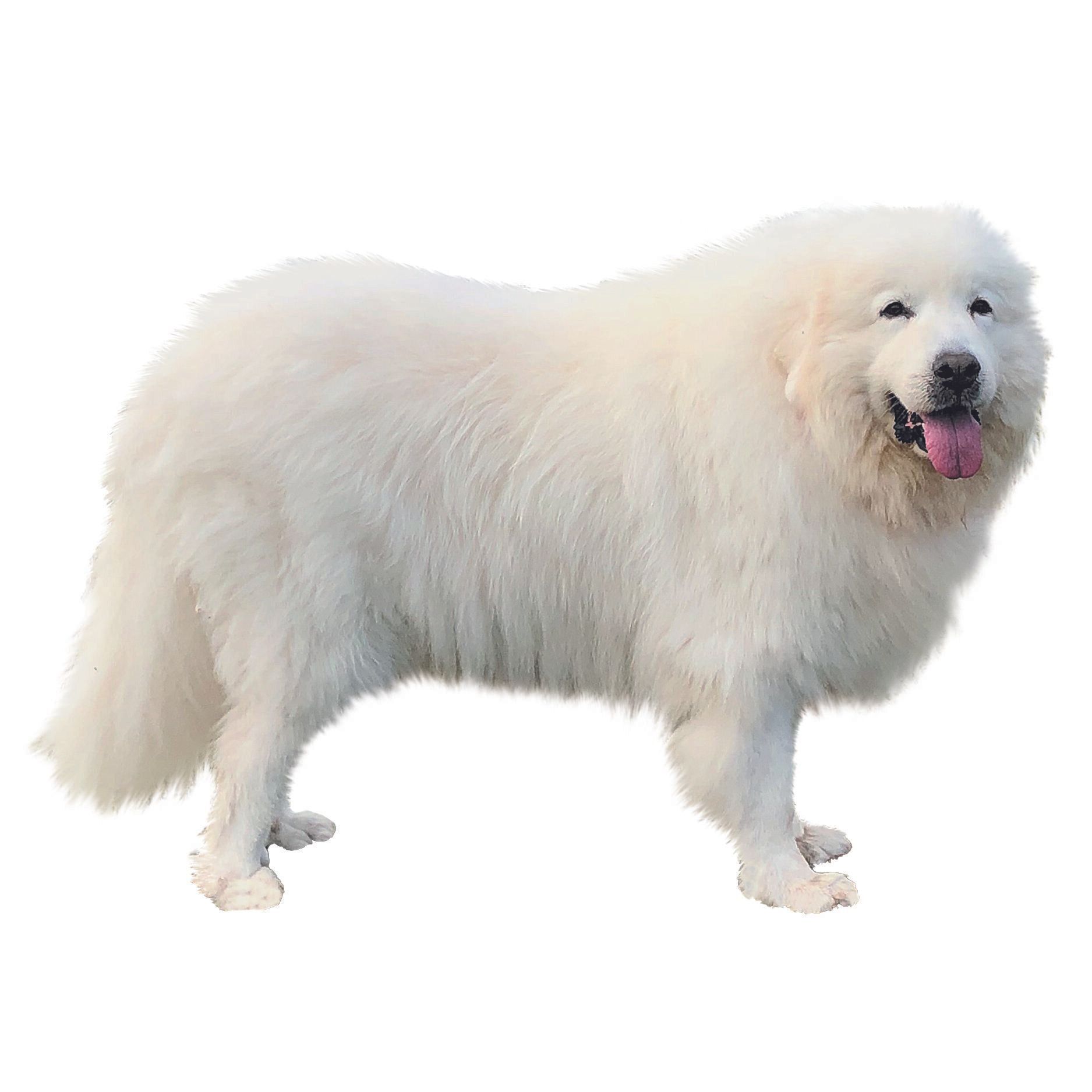 骨太の体にダブルコートの被毛が密生