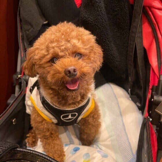 バギーに乗るトイ・プードル