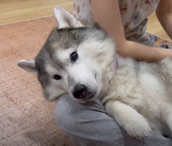 撫でられるシベリアン・ハスキー