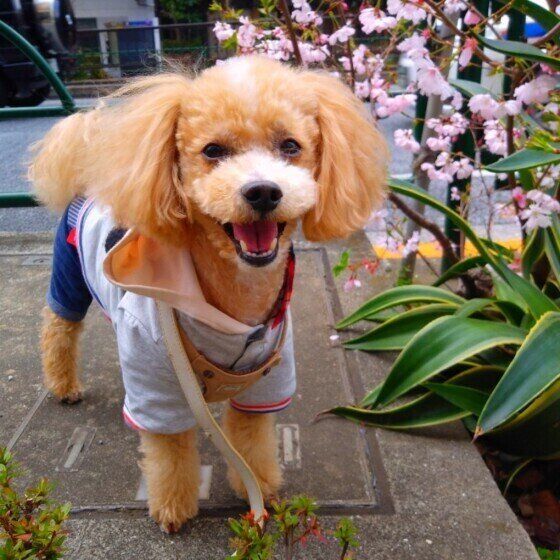 桜の花とトイ・プードル