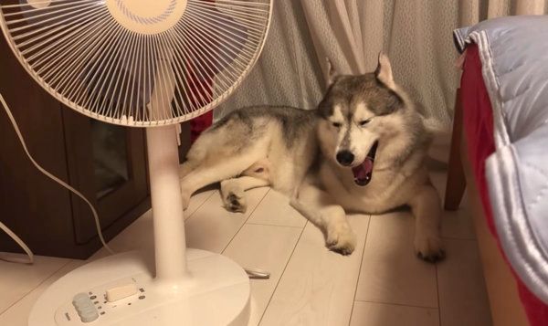 飼い主さんを無視するシベリアン・ハスキー