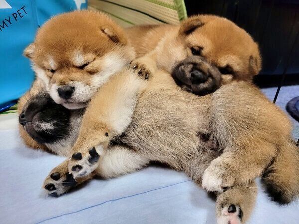 まったりする子犬たち