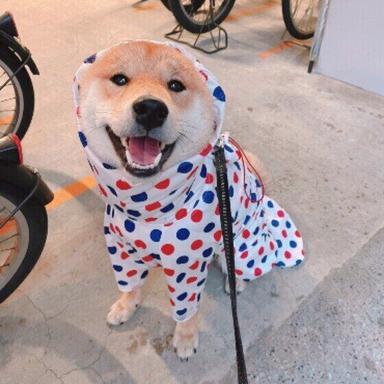 水玉のレインコートを着た笑顔の柴犬 いぬのきもち