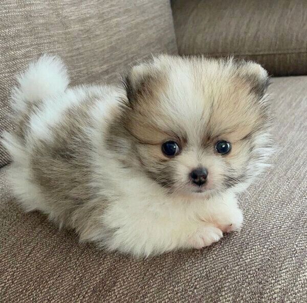 家に迎えたばかりの頃のちくわくん