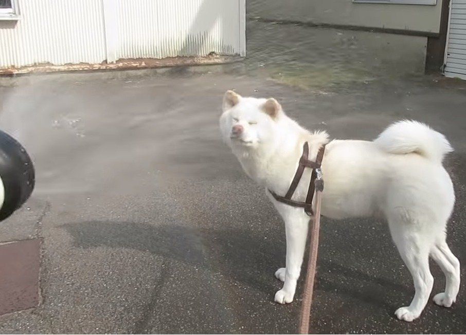 シャワーする犬