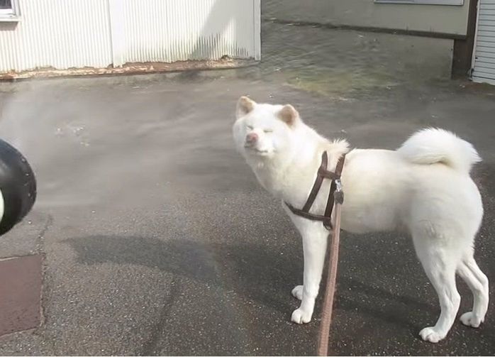 シャワーする犬