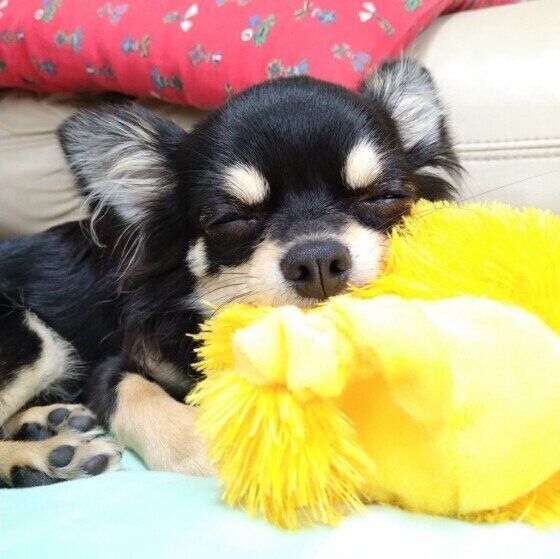 チワワの快くん