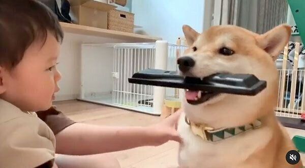 リモコンをくわえるこてつくんと、飼い主さんの息子さん