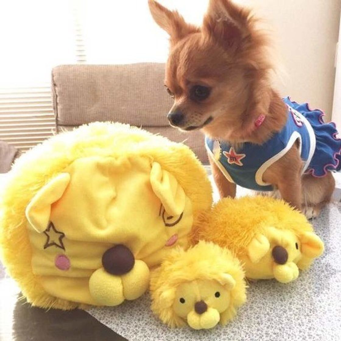 エアコンの効いた部屋で不調に 犬の 冷房病 に見られる症状 いぬのきもちweb Magazine エアコンの効いた部屋で不調に 犬の 冷房病 に見られる症状 いぬのきもちweb Magazine
