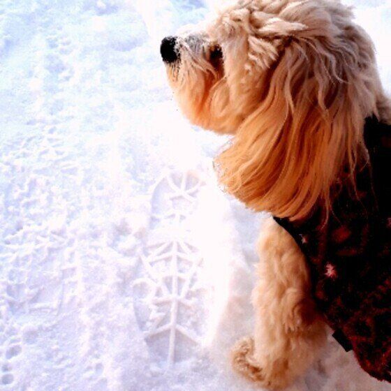 犬にも冬のケアは必要！寒さや乾燥対策をお忘れなく