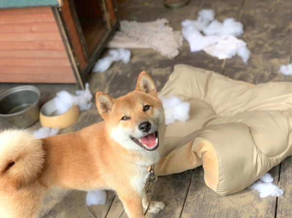 イタズラ後に笑顔を見せるそらくん