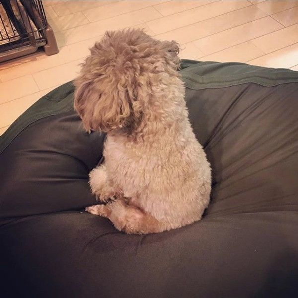 トイ・プードル