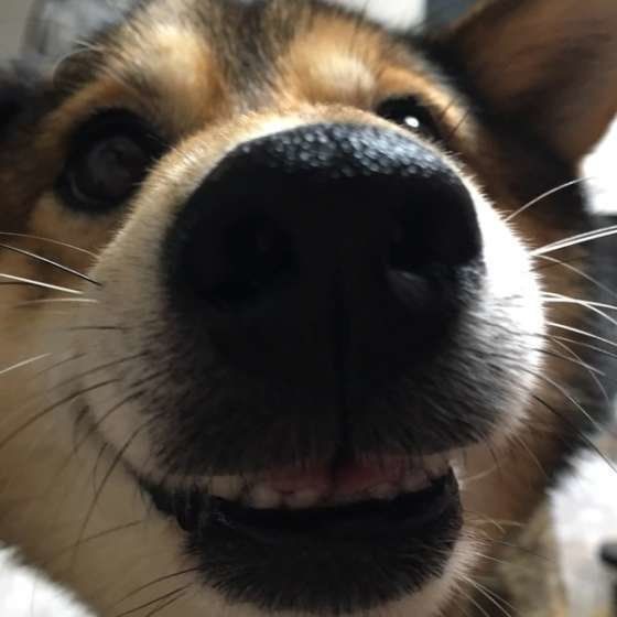 それって確信犯 飼い主にわざとアピールする犬の行動5選 いぬのきもちweb Magazine