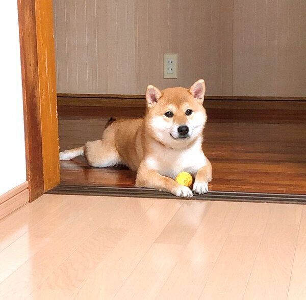 おもちゃで遊ぶつむちゃん