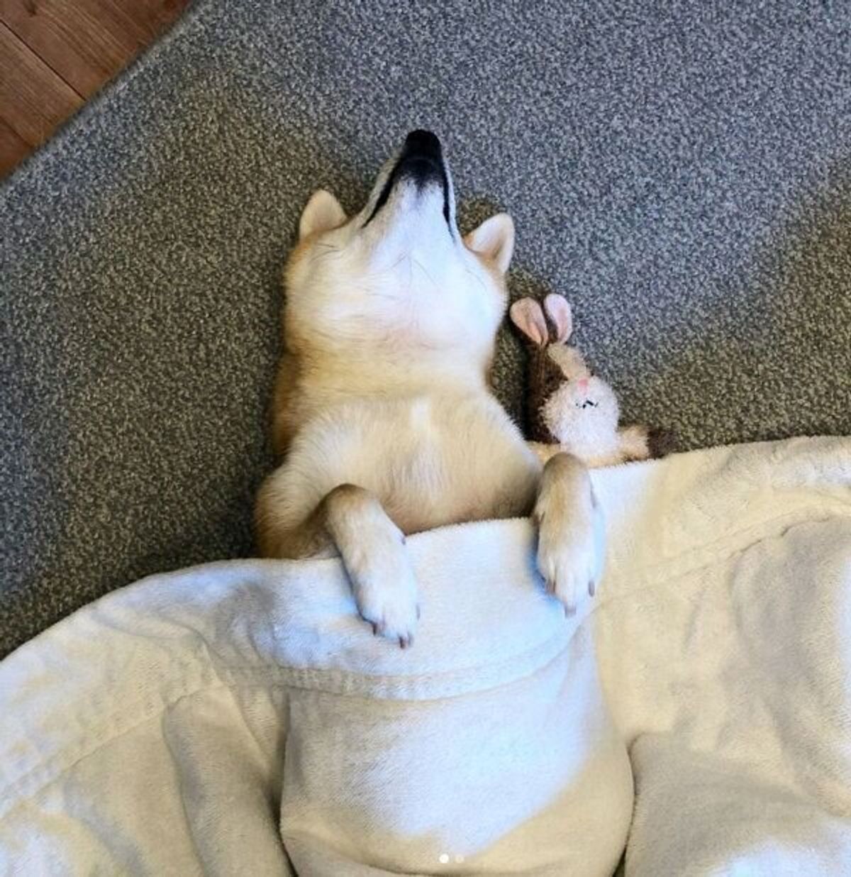ぬいぐるみと一緒にヘソ天する柴犬 毛布をかけて熟睡かと思いきや あざとすぎる姿 に癒される いぬのきもちweb Magazine ぬいぐるみと一緒にヘソ天する柴犬 毛布をかけて熟睡かと思いきや あざとすぎる姿 に癒される いぬのきもちweb Magazine
