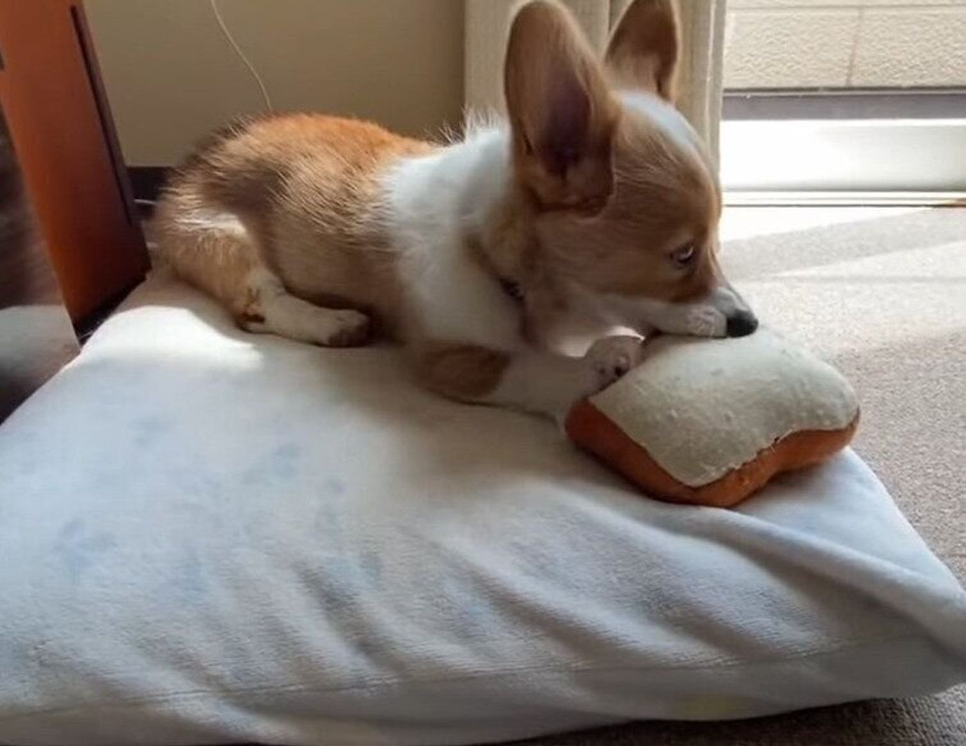 おもちゃの遊び方は犬それぞれ 食パン 遊びのプロ兄コーギーと初心者妹コーギーの違いに注目 いぬのきもちweb Magazine おもちゃの遊び方は犬それぞれ 食パン 遊びのプロ兄コーギーと初心者妹コーギーの違いに注目 いぬのきもちweb Magazine