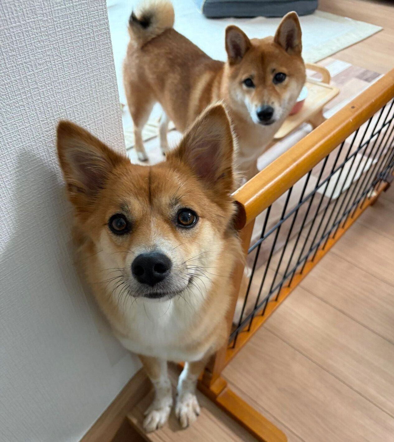 きゅうりを狙うなのちゃん