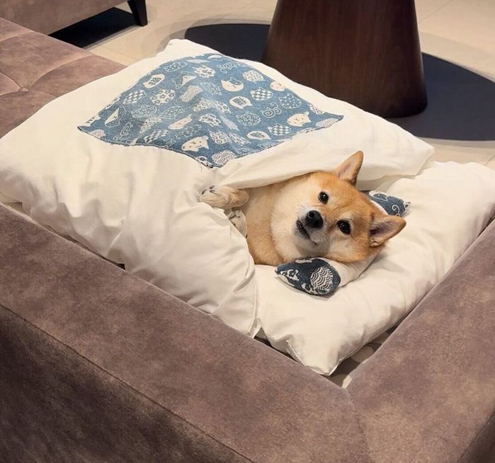 ソファの上に布団を敷いてご満悦なはなちゃん