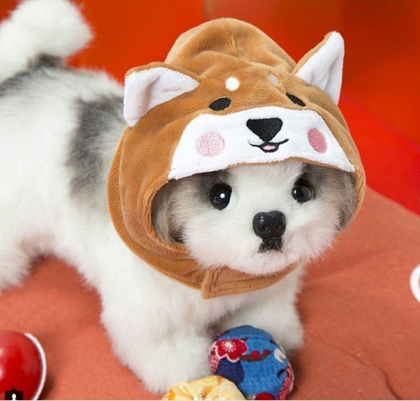 3coinsの犬用ひな祭りグッズが可愛すぎる 売り切れる前に急いで いぬのきもちweb Magazine 3coinsの犬用ひな祭りグッズが可愛すぎる 売り切れる前に急いで いぬのきもちweb Magazine