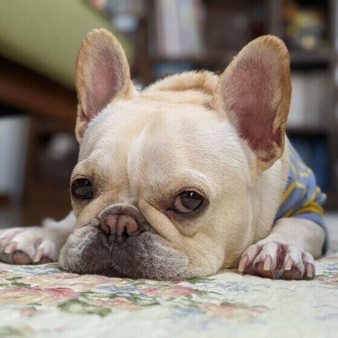 犬の心拍数と呼吸数の測り方は 知っておくと役立つ 愛犬の健康管理法 いぬのきもちweb Magazine 犬の心拍数と呼吸数の測り方は 知っておくと役立つ 愛犬の健康管理法 いぬのきもちweb Magazine