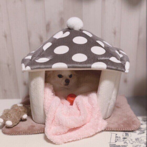 ハウスの中でくつろぐチワワのミルクくん