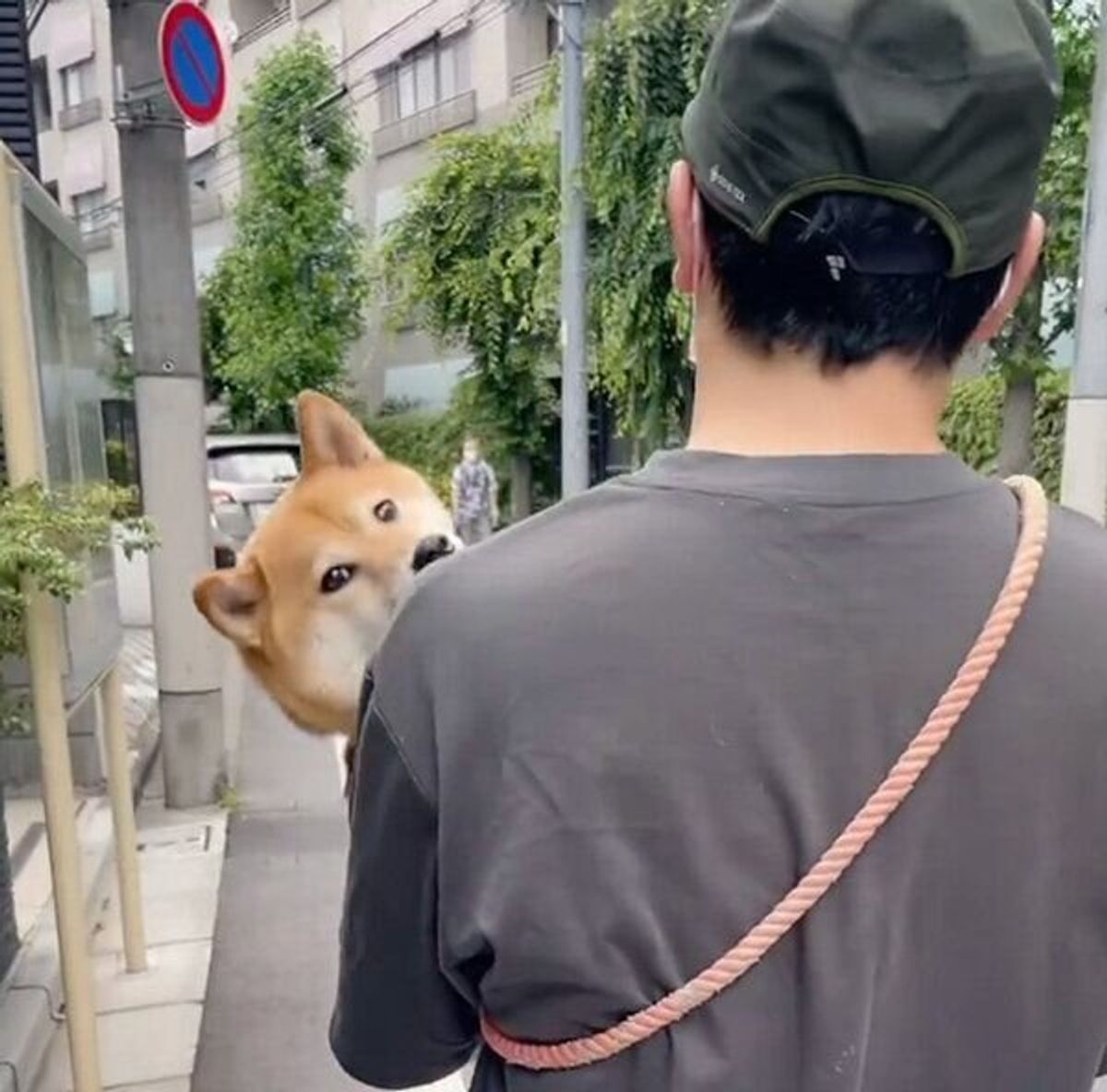 抱っこしてもらってご満悦 散歩拒否 する柴犬の甘えっぷりが最高に可愛い いぬのきもちweb Magazine 抱っこしてもらってご満悦 散歩拒否 する柴犬の甘えっぷりが最高に可愛い いぬのきもちweb Magazine