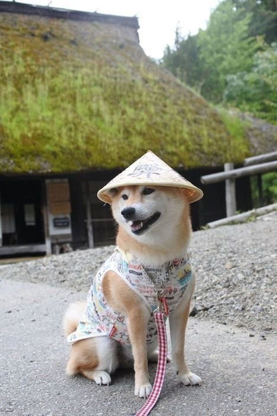 柴犬マロたん 飛騨高山で犬派も超ときめく猫のおまんじゅうを発見 いぬのきもちweb Magazine 柴犬マロたん 飛騨高山で犬派も超ときめく猫のおまんじゅうを発見 いぬのきもちweb Magazine